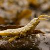 isopod-marine-juneau