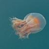 jellyfish-2-Auke-Bay