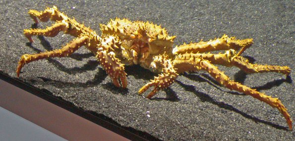 king-crab-in-aquarium