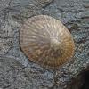 limpet