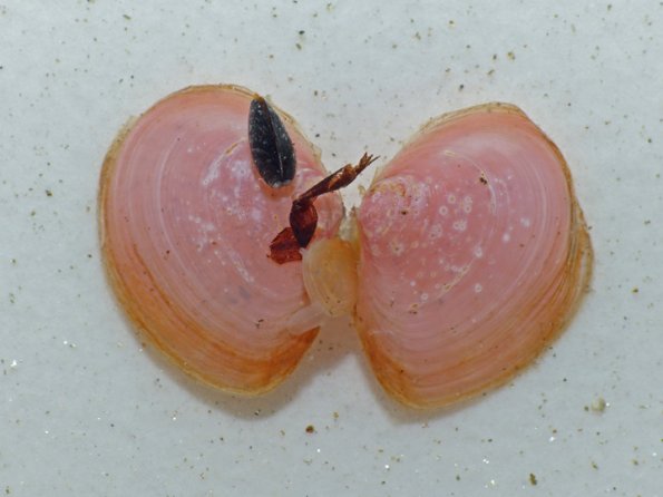 macoma-clam-showing-food-and-siphon