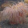 sea-anemone-in-aquarium-juneau