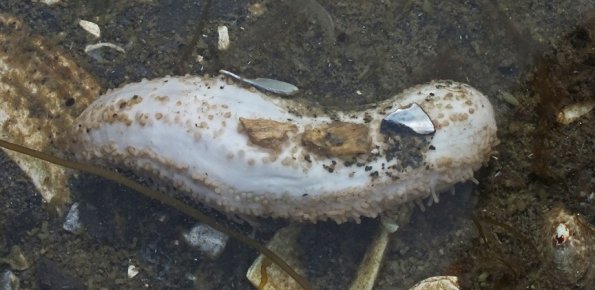 sea-cucumber