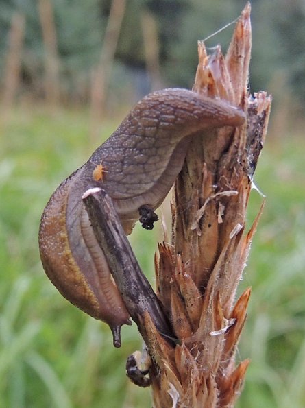 slug-grazing-ergot-with-mite