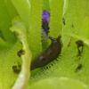 slug-in-bog-violet