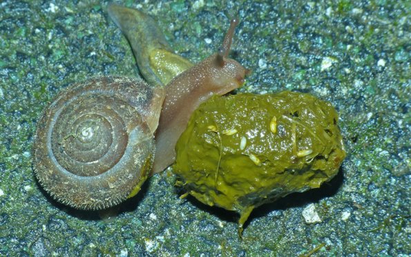 snail-on-porcupine-scat