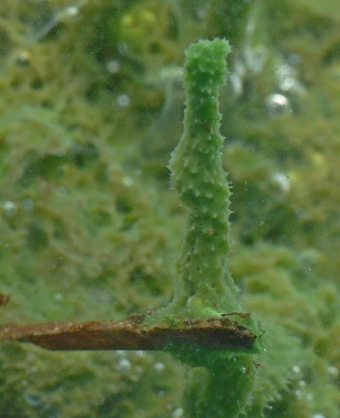 sponge-freshwater-auke-lake-juneau