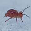 springtail-on-snow-in-february