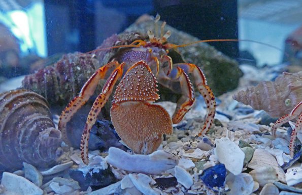 wide-handed-hermit-crab