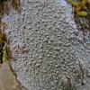 barnacle-lichen-thelotrema-