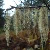 beard-lichens-2-usnea-