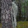 beard-lichens-usnea-