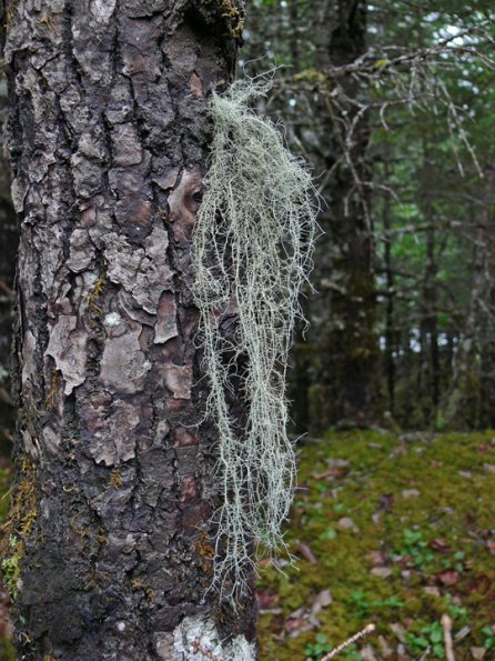 beard-lichens-usnea-
