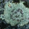 bull-s-eye-lichen-placopsis-