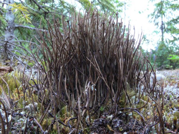 cladonia-lichen-cladonia-maxima-