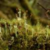 cladonia-lichens-cladonia-
