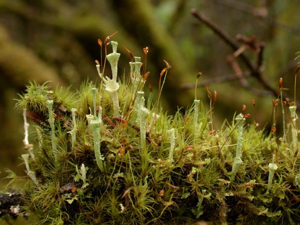 cladonia-lichens-cladonia-