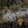 coral-lichen-sphaerophorus-among-moss