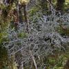 coral-lichens-sphaerophorus-