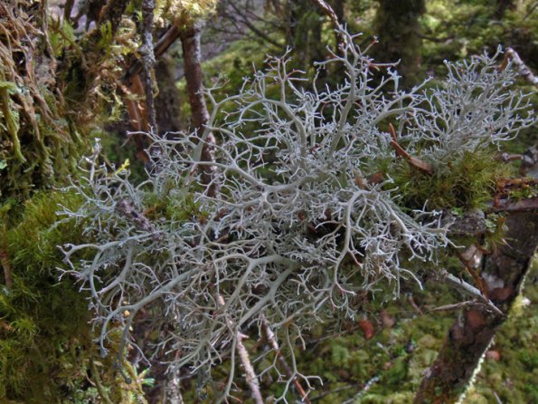 coral-lichens-sphaerophorus-