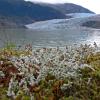 foam-lichens-stereocaulon-