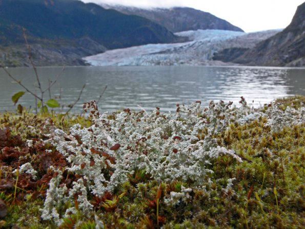 foam-lichens-stereocaulon-