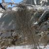 horsehair-lichens-bryoria-