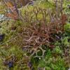 iceland-lichens-2-cetraria-