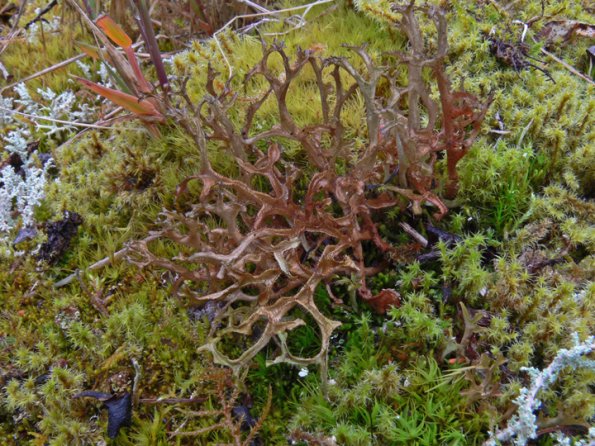 iceland-lichens-2-cetraria-