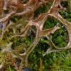 iceland-lichens-cetraria-