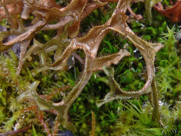 iceland-lichens-cetraria-