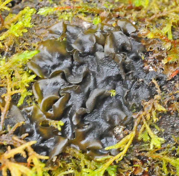 jellyskin-lichen-leptogium-