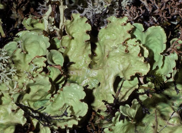 kidney-lichen-nephroma-