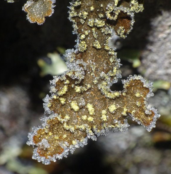 lobaria-hallii-lungworts