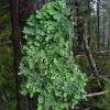 lungwort-lichen-lobaria-