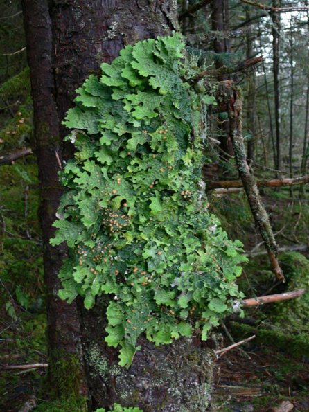 lungwort-lichen-lobaria-