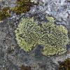 map-lichen