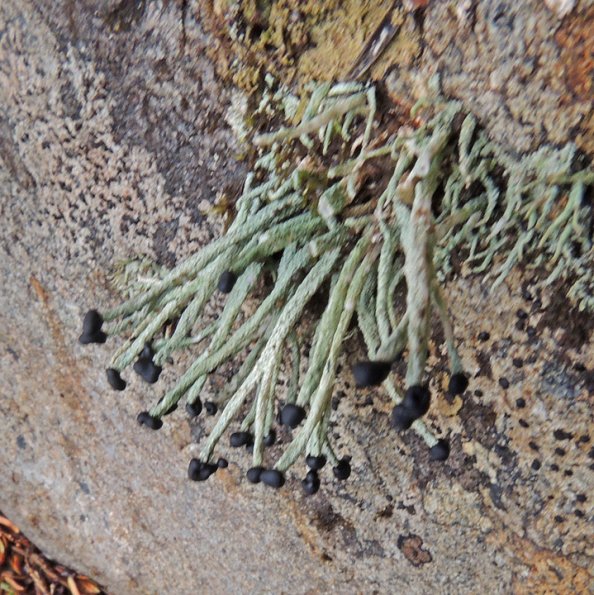 matchstick-lichen-pilophorus-sitka