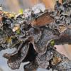 moon-lichen-sticta-