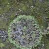 pelt-lichen-peltigera-