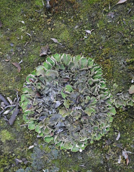 pelt-lichen-peltigera-