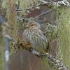 pine-siskin-with-lichens