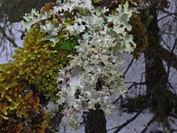 rag-lichen-platismatia-