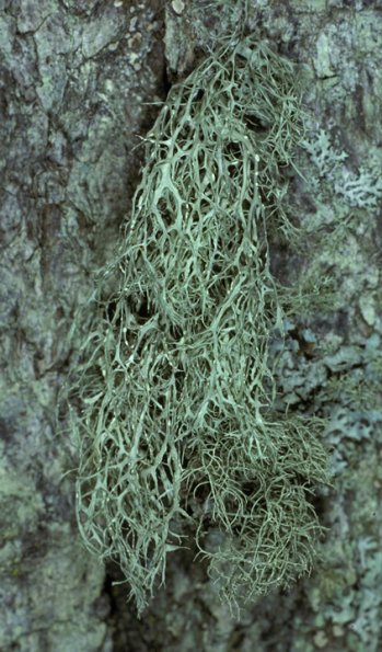 ramalina-lichens-ramalina-