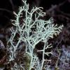 reindeer-lichen-2-cladina-a-sub-genus-of-cladonia-