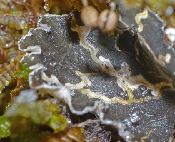 sticta-fuliginosa-peppered-moon-lichen