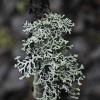 tube-lichen-1