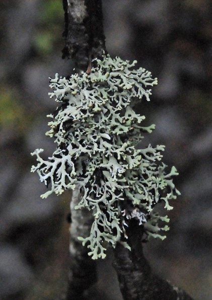 tube-lichen-1