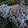 tube-lichen-showing-apothecia