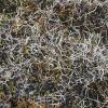 whiteworm-lichens-2-thamnolia-